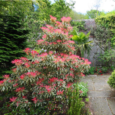 Japanese andromeda or  Japanese pieris or Dwarf Lilly-of-the-Valley