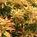 Pieris japonica Forest Flame