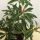 Pieris japonica Forest Flame