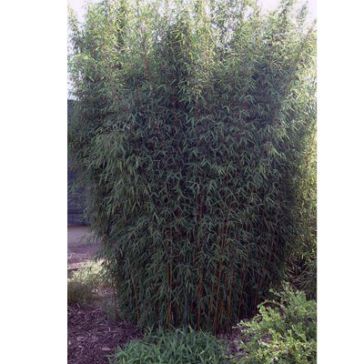 Roter Bambus 70-90cm