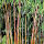 Roter Bambus