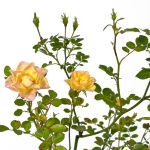 Ground Cover Roses