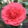 Japanese camellia or Rose of Winter