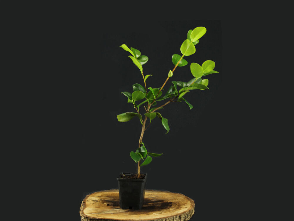 Japanese Camellia Or Rose Of Winter 5 30 Japanese Camellia Or Rose Of Winter 5 30, Camellia House Plant
