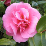 Japanese camellia or Rose of Winter