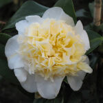 Japanese camellia or Rose of Winter