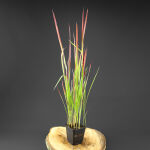 Cogon Grass or Japanese Blood Grass