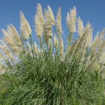 pampas grass