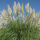 pampas grass