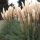 pampas grass