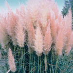 pampas grass