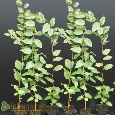 Hainbuche 100 - 125 cm im 2 L. Topf
