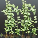 Hainbuche 100 - 125 cm im 2 L. Topf