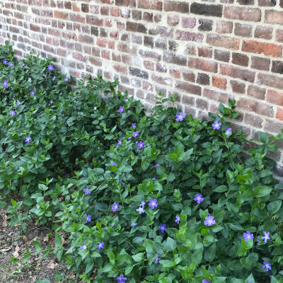 greater periwinkle or large periwinkle