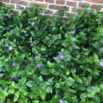greater periwinkle or large periwinkle