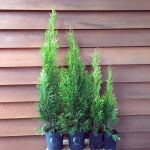 Thuja occidentalis Smaragd