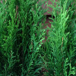 Thuja occidentalis Smaragd