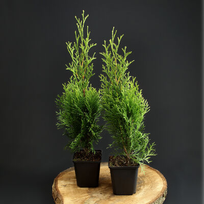 Thuja occidentalis Smaragd