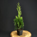 Thuja occidentalis Smaragd