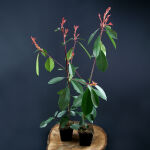 Photinia fraseri Red Robin