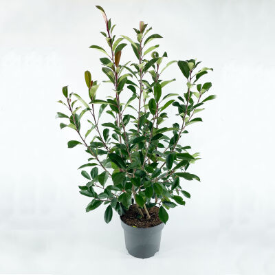 Photinia fraseri Red Robin / Glanzmispel 100 - 125 cm c12