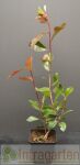 Photinia fraseri Red Robin / Glanzmispel 100 - 125 cm c12