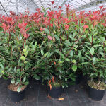 Photinia fraseri Red Robin