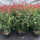 Photinia fraseri Red Robin / Glanzmispel 100 - 125 cm c12