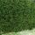 common yew, English yew, or European yew.
