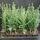 Taxus Baccata