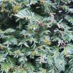 common yew, English yew, or European yew.