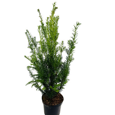 Eibe Heckenpflanze im 3 L. Topf