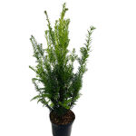 Eibe Heckenpflanze im 3 L. Topf
