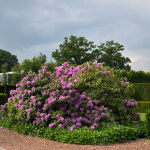 Rhododendron Catawbiense Grandiflorum