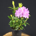 catawba rhododendron or mountain rosebay