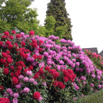 Rhododendron Grandiflorum