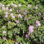 catawba rhododendron or mountain rosebay