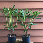 catawba rhododendron or mountain rosebay