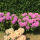 Rhododendron Catawbiense Grandiflorum