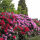 Rhododendron Grandiflorum