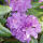 catawba rhododendron or mountain rosebay