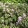 catawba rhododendron or mountain rosebay
