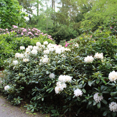 Cunninghams White rhododendron