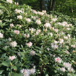 Rhododendron Hybride Cunninghams White