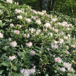 Cunninghams White rhododendron