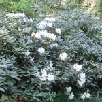 Cunninghams White rhododendron