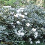 Rhododendron Hybride Cunninghams White