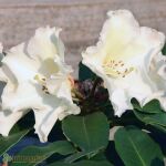 Rhododendron Hybride Cunninghams White