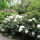 Cunninghams White rhododendron