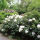 Rhododendron Hybride Cunninghams White